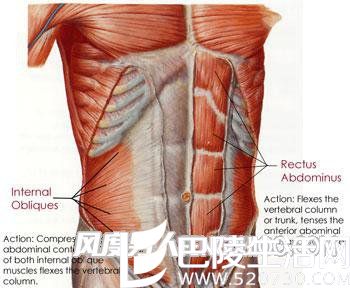 腹肌为什么总练不出来 为什么还是没有腹肌找原因