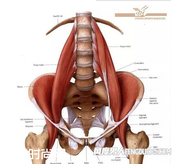 髂腰肌怎么练 一分钟看懂髂腰肌锻炼方法