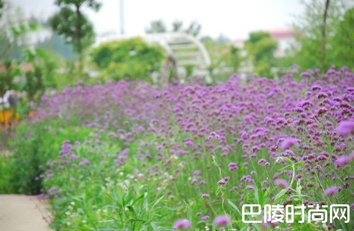 2018上海崇明薰衣草节时间地点门票