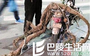 江西挖出巨型葛根 不求钱财只愿和家人共享精品葛粉