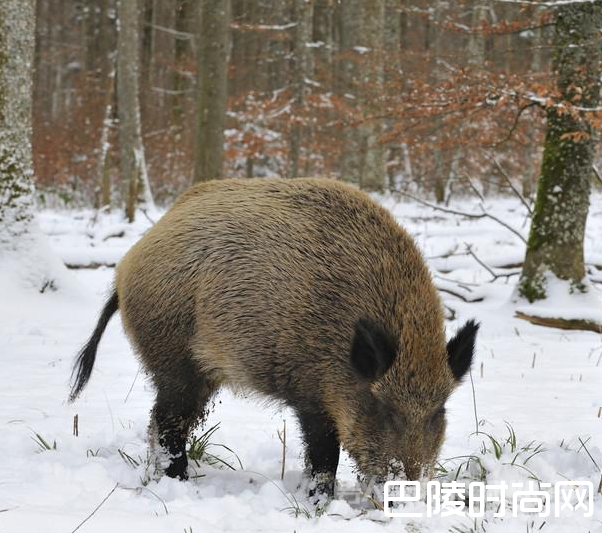 人猪大战！老汉深山血战野猪8小时负伤胜利