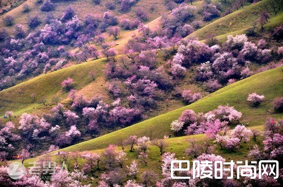 西藏林芝桃花沟 罗平油菜花|武汉大学樱花美吗 金川梨花美吗