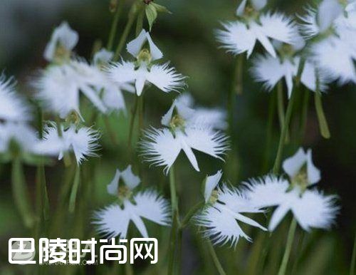 印尼阿诺尔特大花草 巨型海芋简介|白鹭花简介 猪笼草简介