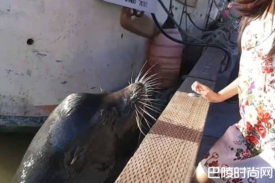 惊悚一幕！ 加拿大码头疑似中国女孩被海狮叼下水