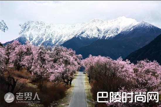 西藏林芝桃花沟 罗平油菜花|武汉大学樱花美吗 金川梨花美吗