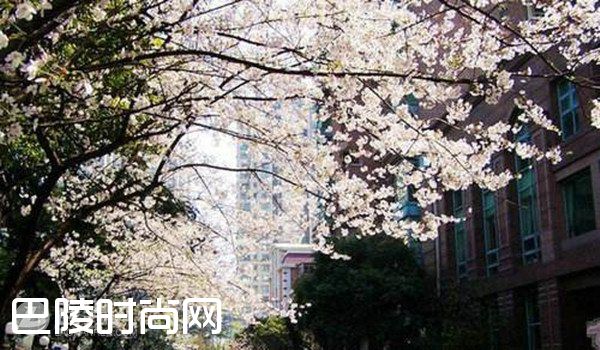 武汉大学看樱花 武汉东湖磨山樱园|青岛中山公园樱花 上海都市里的浪漫樱花