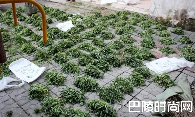 河南老太院内1万余株罂粟苗 公然售卖被拘留