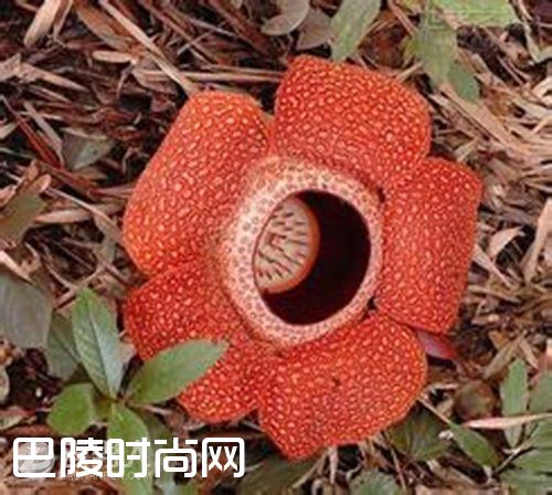 印尼阿诺尔特大花草 巨型海芋简介|白鹭花简介 猪笼草简介