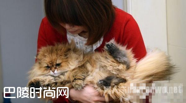 情侣2万卖女儿转身花2千买只猫 没钱养孩子竟有钱养猫