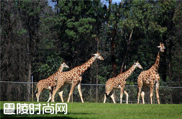 赫尔辛基动物园 多伦多动物园|圣保罗动物园 巴塞尔动物园