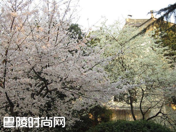 武汉大学看樱花 武汉东湖磨山樱园|青岛中山公园樱花 上海都市里的浪漫樱花