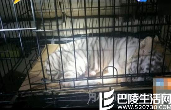 无良商家藏3只小白虎在车内 被查后竟称是小猫