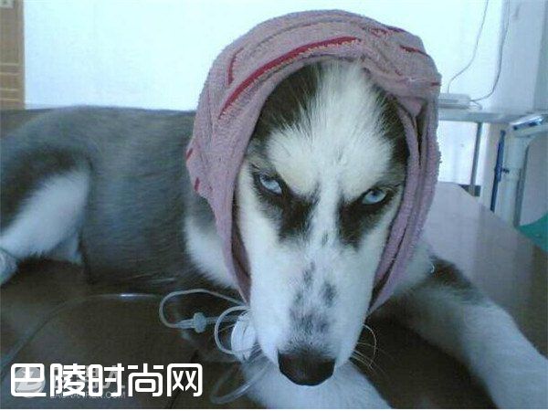 哈士奇当警卫犬 哈士奇能看家吗