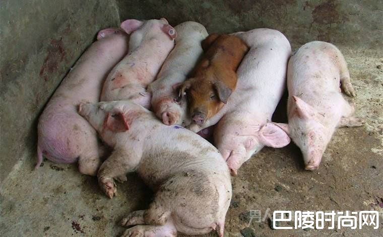 万斤病死猪肉卖出 生产销售问题猪肉已经长达559天