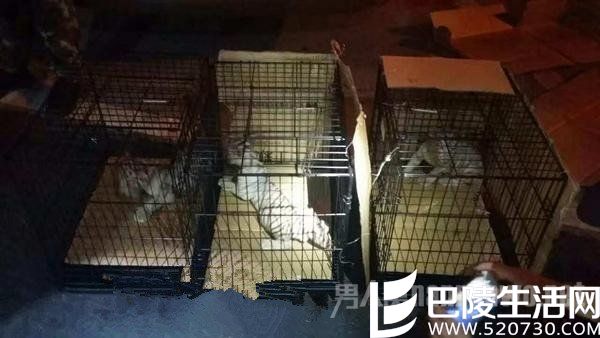 无良商家藏3只小白虎在车内 被查后竟称是小猫