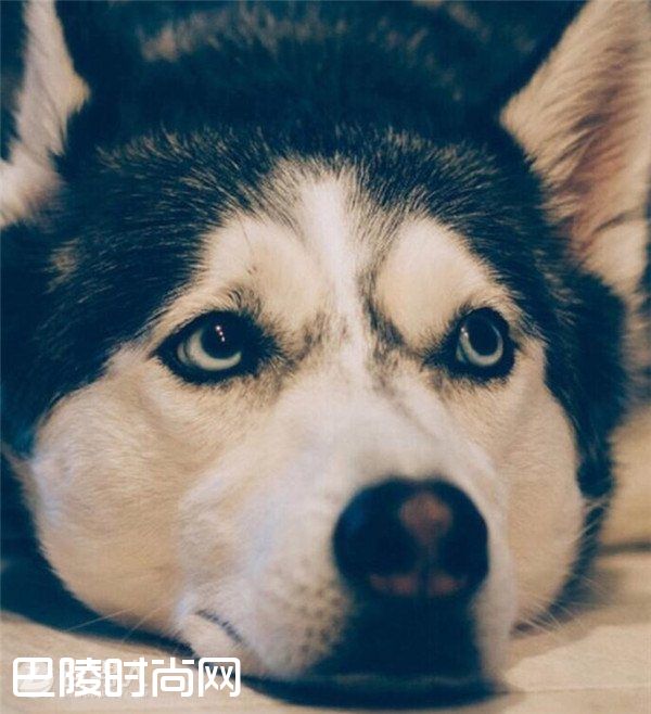 哈士奇当警卫犬 哈士奇能看家吗