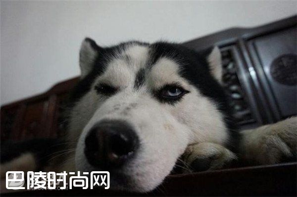 哈士奇当警卫犬 哈士奇能看家吗