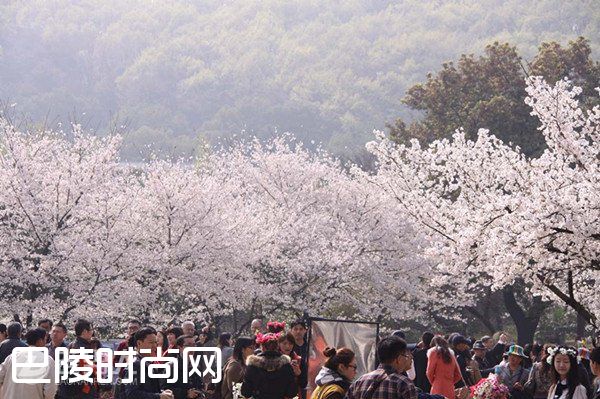 武汉大学看樱花 武汉东湖磨山樱园|青岛中山公园樱花 上海都市里的浪漫樱花