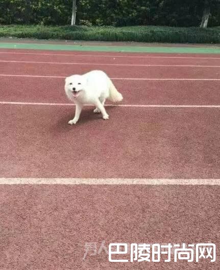 杭州一高中惊现北极白狐引轰动 专家：血统纯正系野生