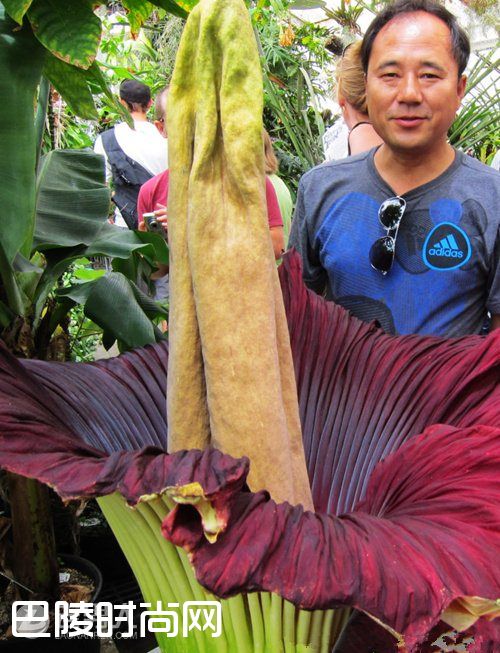 印尼阿诺尔特大花草 巨型海芋简介|白鹭花简介 猪笼草简介