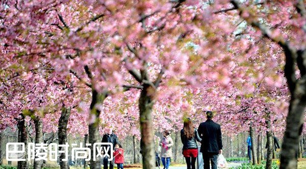 武汉大学看樱花 武汉东湖磨山樱园|青岛中山公园樱花 上海都市里的浪漫樱花