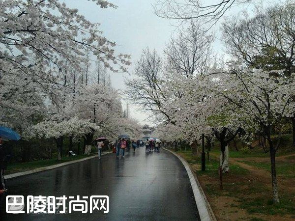 武汉大学看樱花 武汉东湖磨山樱园|青岛中山公园樱花 上海都市里的浪漫樱花