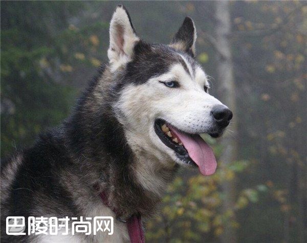 哈士奇当警卫犬 哈士奇能看家吗