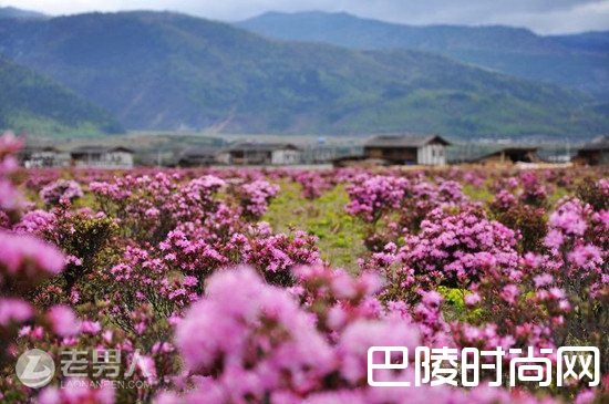 西藏林芝桃花沟 罗平油菜花|武汉大学樱花美吗 金川梨花美吗