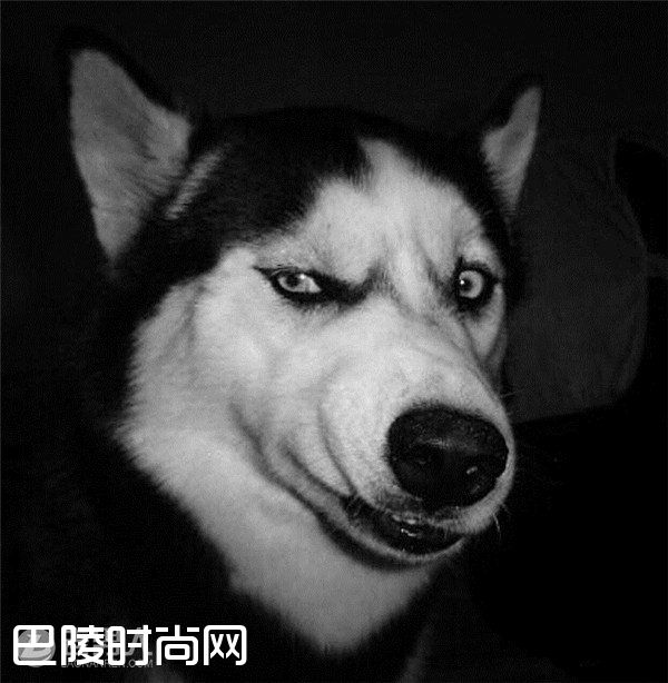 哈士奇当警卫犬 哈士奇能看家吗