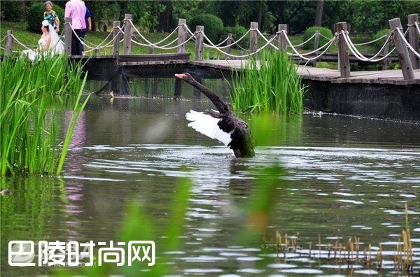 哈尔滨太阳岛太阳石 哈尔滨太阳岛松鼠岛|哈尔滨太阳岛天鹅湖 哈尔滨太阳岛花卉园