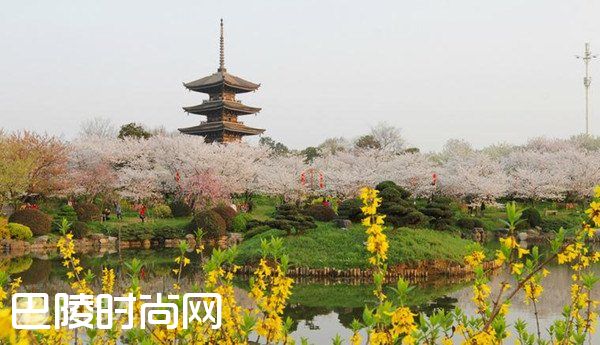 武汉大学看樱花 武汉东湖磨山樱园|青岛中山公园樱花 上海都市里的浪漫樱花