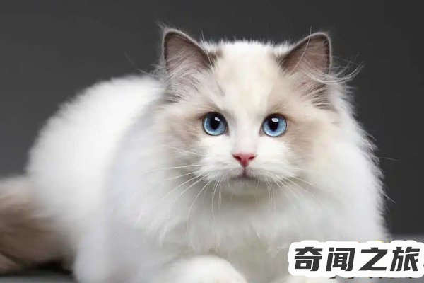 猫品种布偶多少钱一只（2022年今年的布偶猫多少钱一只）