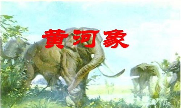 黄河象的生物特征（身体巨大，身高至少能够达到四米）