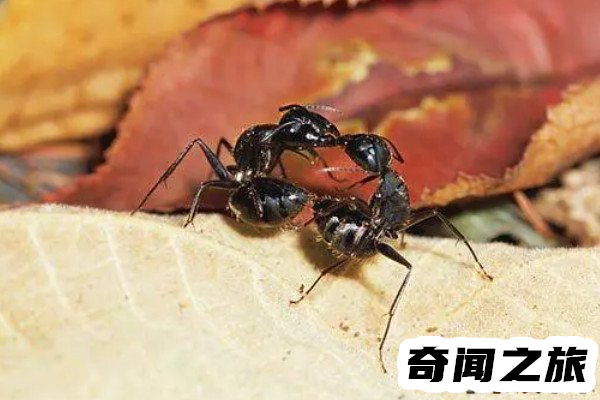 踩死蚂蚁犯法吗其实犯法(因情节轻微而不处罚)