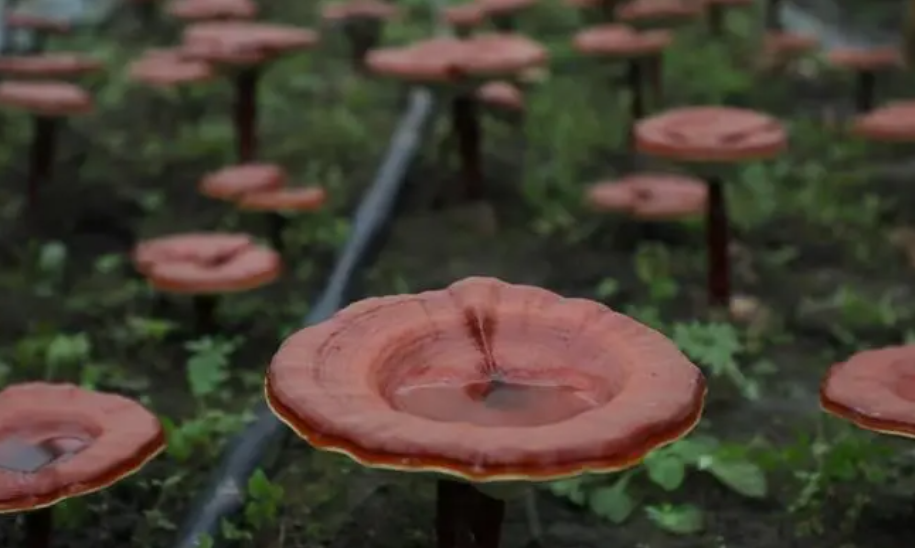 中国最好的灵芝产地在哪里