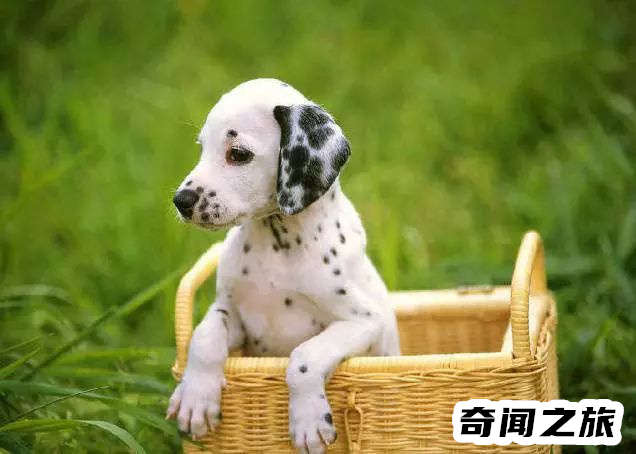 狗狗品种大全及名称图片（比熊犬可是贵族的宠物后来一度沦为马戏团的小丑）