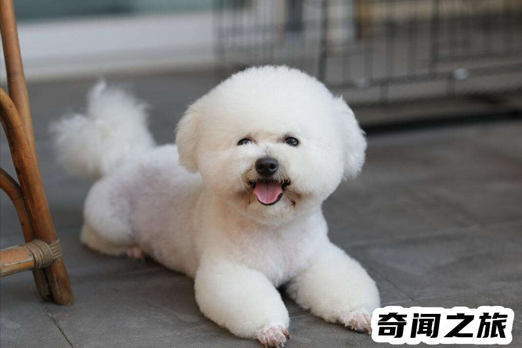 比熊犬一只大概多少钱才标准（比熊犬最便宜多少钱一只幼犬）