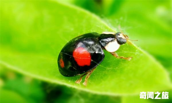 甲虫是益虫还是害虫：益虫或害虫（属性不明）