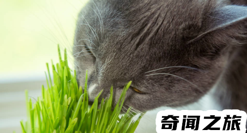 猫薄荷过量对猫有危害么（猫吃了猫薄荷多久有效果）