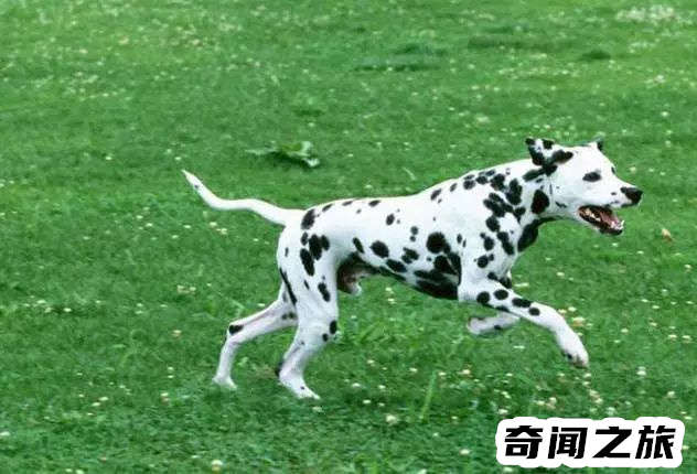 狗狗品种大全及名称图片（比熊犬可是贵族的宠物后来一度沦为马戏团的小丑）