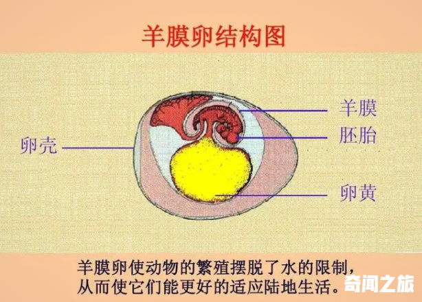 哺乳动物的发展史