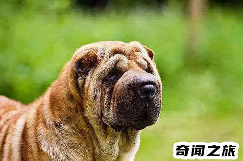 狗狗品种大全及名称图片（比熊犬可是贵族的宠物后来一度沦为马戏团的小丑）