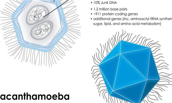 世界上体积最大的病毒（米米病毒属于大怪，直径能够达到800纳米）