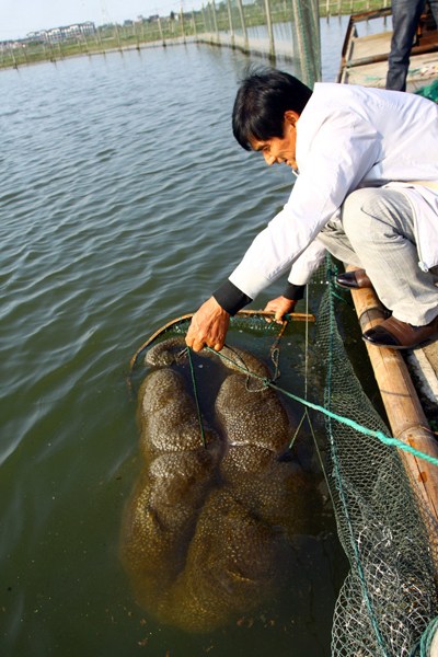 探索浙江嘉善一鱼塘不明水生物 