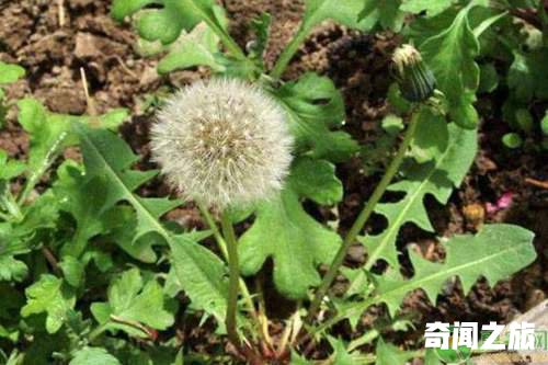 植物传播种子的方法纷纷出发