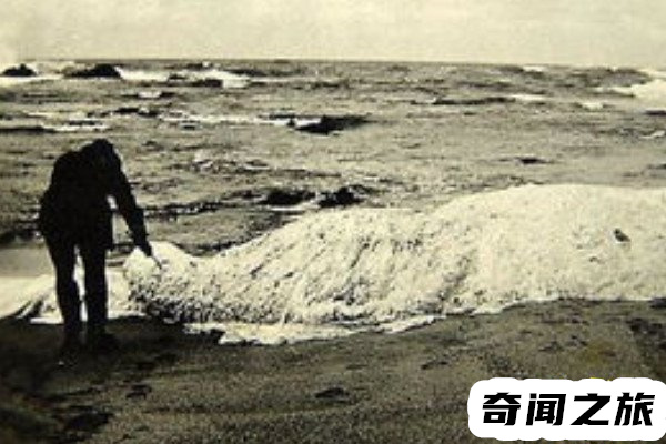 海滩惊现巨型长毛海怪（长达到17米左右尾巴酷似龙虾）