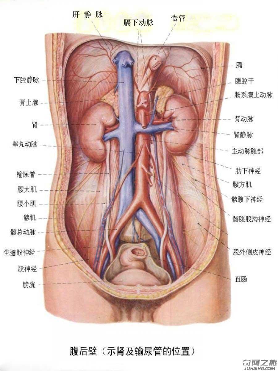 人体器官的位置都是在哪个部位（人体主要器官的位置总结）