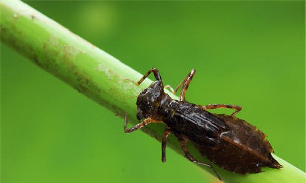 水虿生活习性（水虿呼吸靠腹部首先从尾端进行吸水）