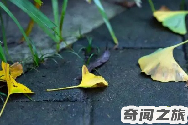 笑话段子笑死人（经典笑话段子超级笑话不笑你厉害）