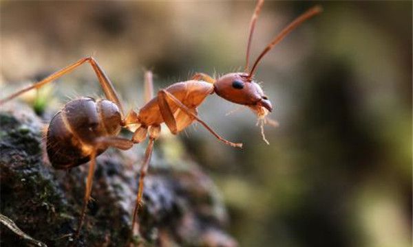 黄斑弓背蚁形态（黄斑弓背蚁的雌性蚂蚁长度约为10毫米）